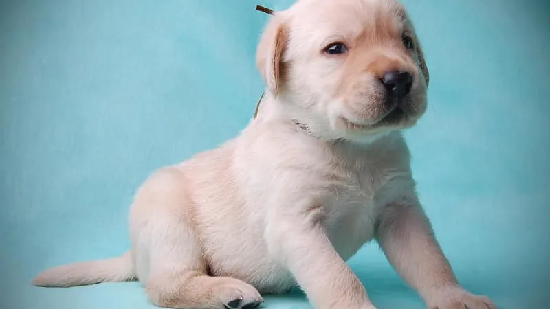 5 Dicas para escolher um Novo Pet
