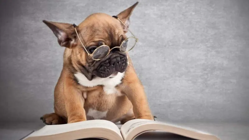 A Inteligência dos Cães