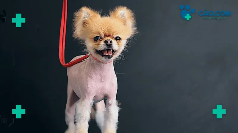 Alopecia X: Falhas na Pelagem