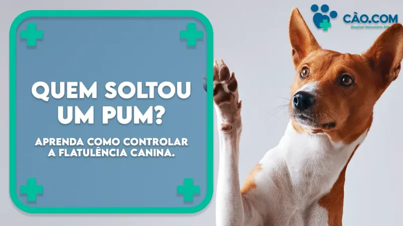 Quem soltou um pum? Aprenda controlar a flatulência do seu cachorro