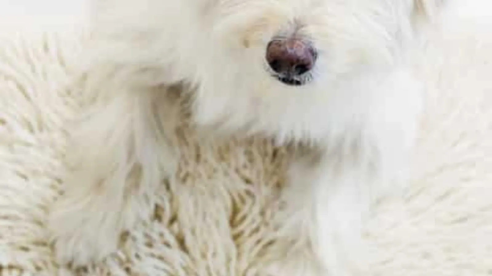 Cães que adoram um tapete