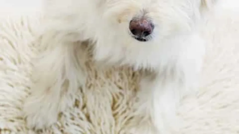 Cães que adoram um tapete