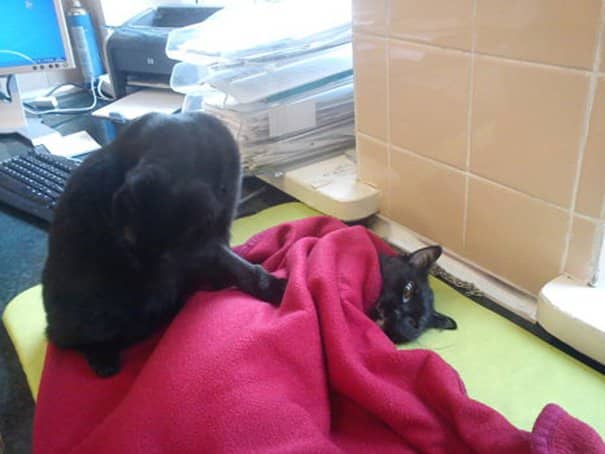Clinica hospital veterinario florianopolis horas cao com gato enfermeiro cuida dos outros animais doentes