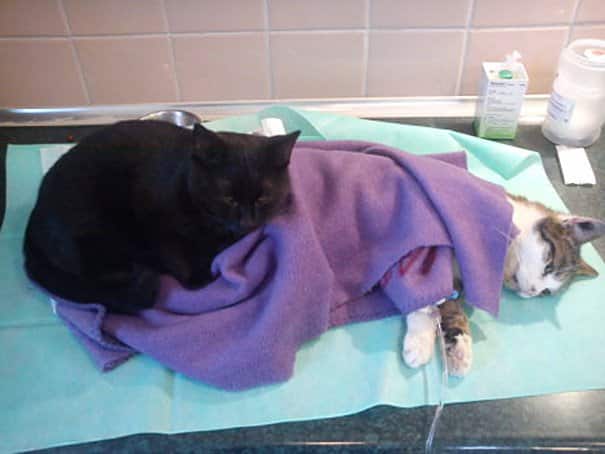 Gato enfermeiro cuida dos outros animais doentes