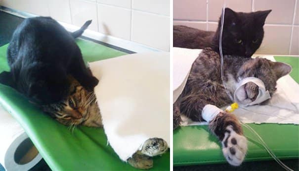 Gato enfermeiro cuida dos outros animais doentes