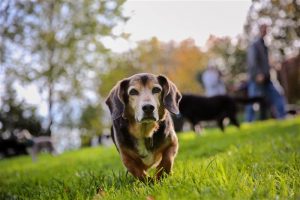 Cao com veterinarios florianopolis horas caes idosos