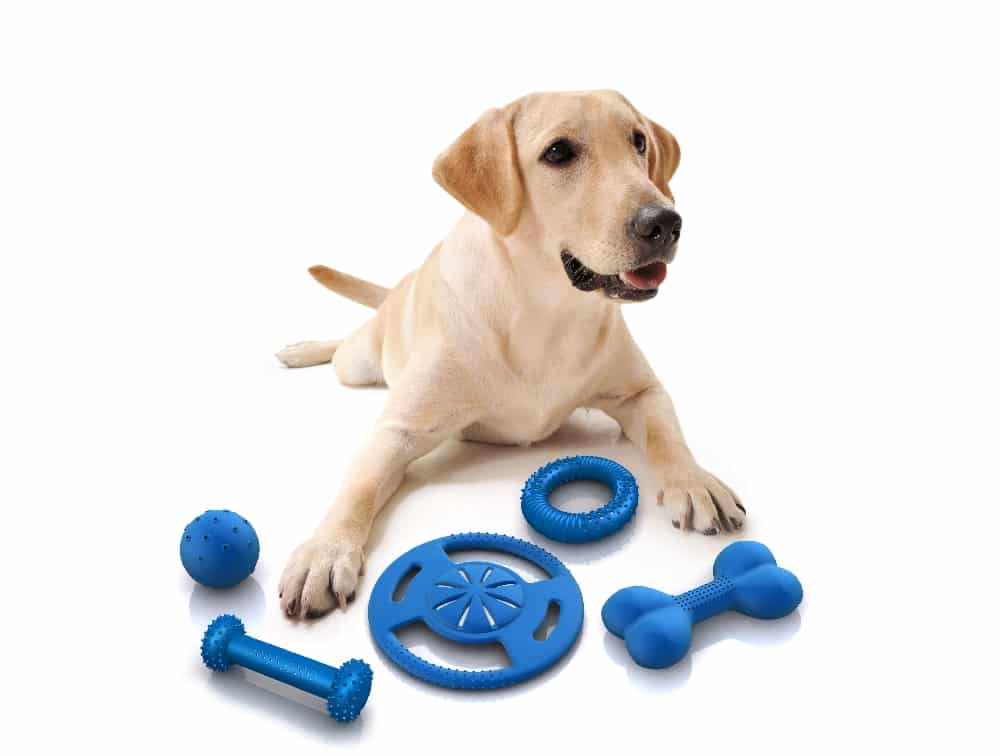 Clinica hospital veterinario florianopolis horas cao com brinquedos pet